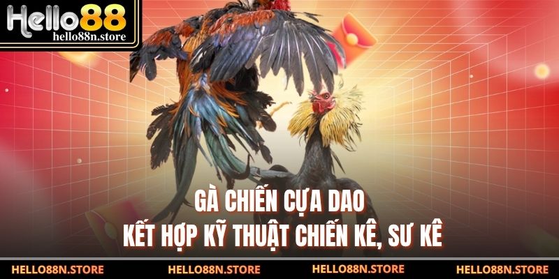 Gà chiến cựa dao kết hợp kỹ thuật chiến kê, sư kê