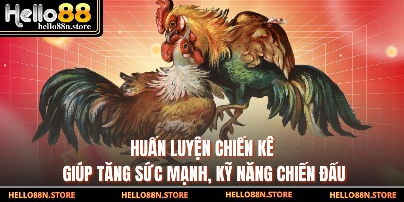 Huấn luyện chiến kê giúp tăng sức mạnh, kỹ năng chiến đấu